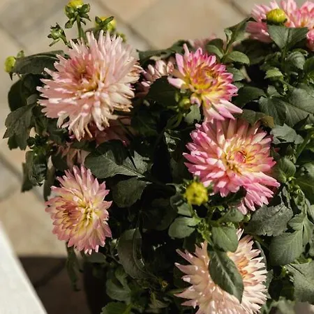 Im Feld * Sankt Michael im Lungau