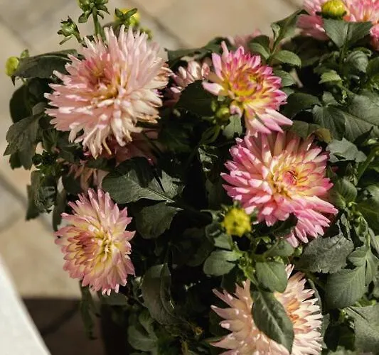 Im Feld * Sankt Michael im Lungau